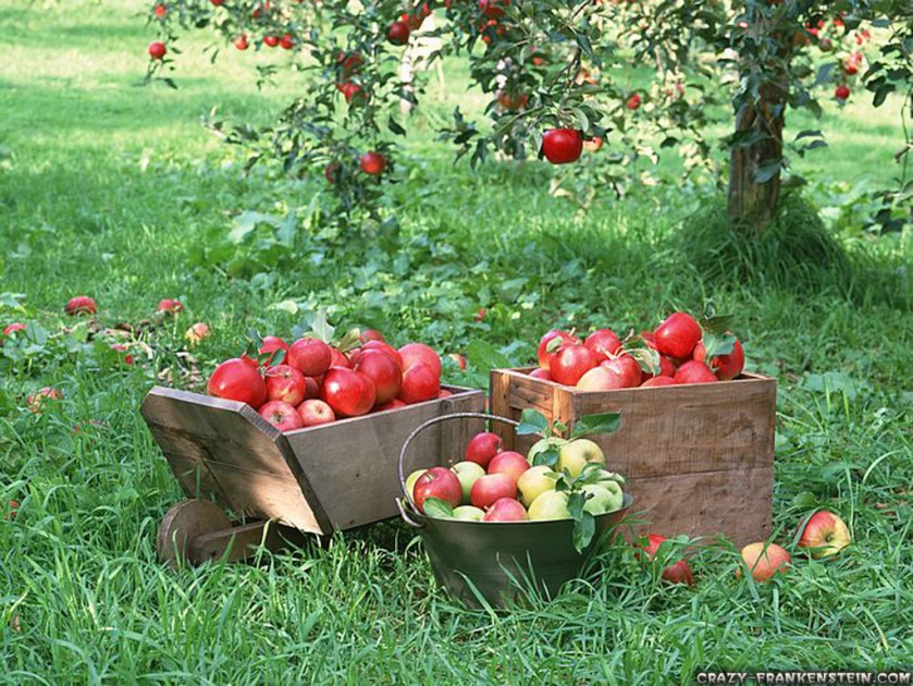 appleharvest